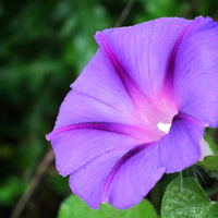 Purple flower