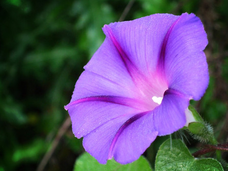 Purple flower - purple, flowers