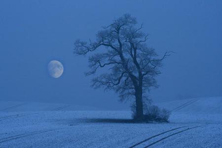 Tree and moon - nature, trees