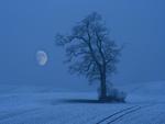 Tree and moon