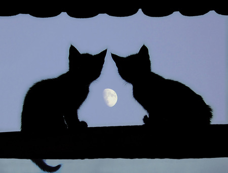 Cats and moon - animals, cats