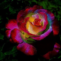 Rainbow rose