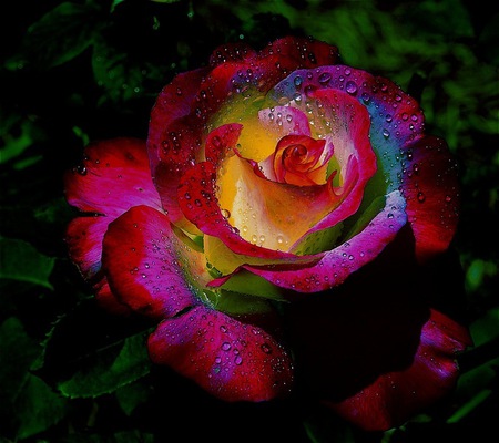 Rainbow rose