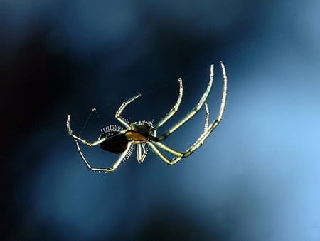 STUNNING SPIDER