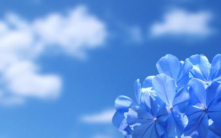 Flower - sky, flower, abstract, blue