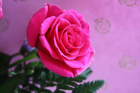 Rose - flower, pink, nature, rose