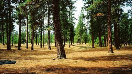 Dry in the Forest - widescreen, trees, mountains, washington, woods