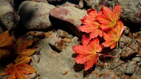 Floating Away - widescreen, fall, river, autumn, washington