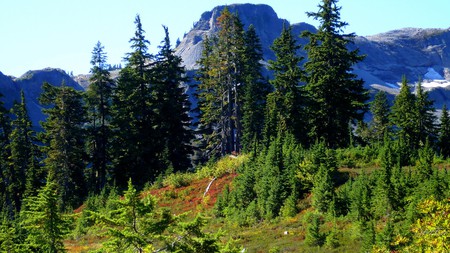 Table Mountain  - widescreen, fall, trees, autumn, snow, forest, washington, mountain