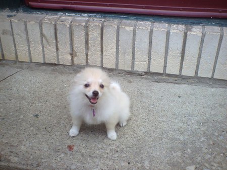 Pixie's first time outside - dogs, cute, animals, puppies