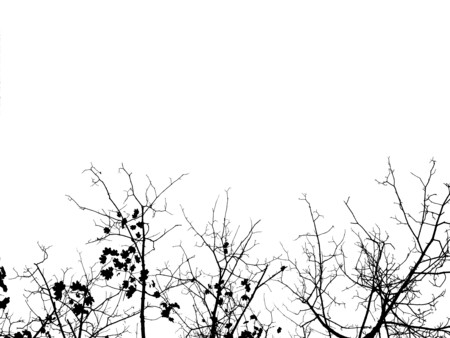 Black Trees - black, silhouette, white, trees