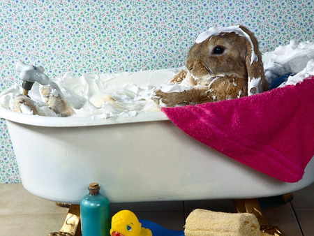 Bunnys Bath - clean, lop eared bunny, water, tan rabbit, bubbles, tub, toys, rabbit, towel, bath, wash, wet, bunny