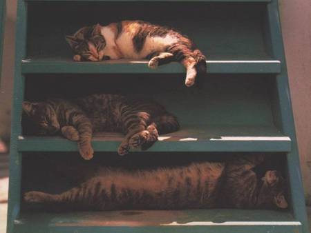 cats in sleep  - cats, sleep, animals, funny