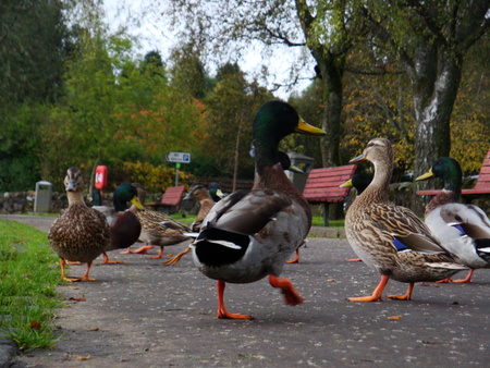 Duck Waltz - river, trees, nature, ducks, animals