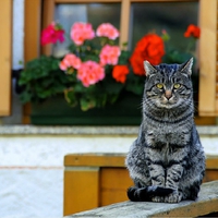 Staring Cat