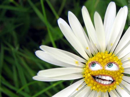 DAISY FACE - daisy, smile, face, crooked