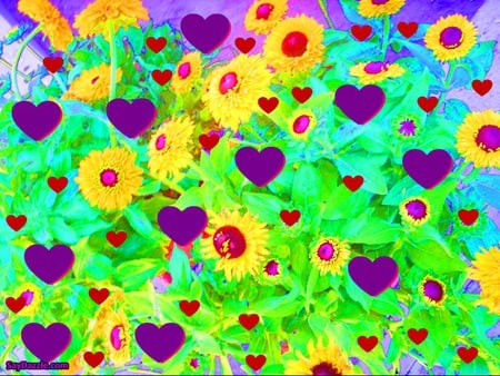 HEARTS - daisy, wallpaper, hearts