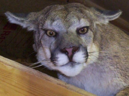 Cougar in the Attic - halloween, eyes