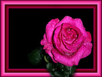 Pink rose