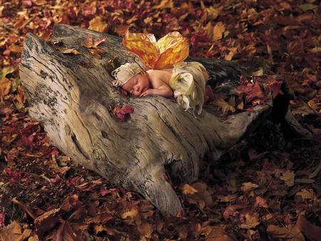 Baby angel & fall - sleep, fall, people, baby, forest, angel, leaf, anne geddes