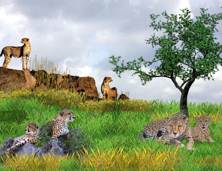 cheetahs - cats, big