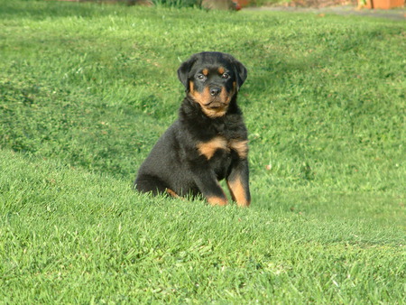 Khan 9 weeks - dogs, rottweiler, puppies