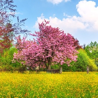 	Pink tree