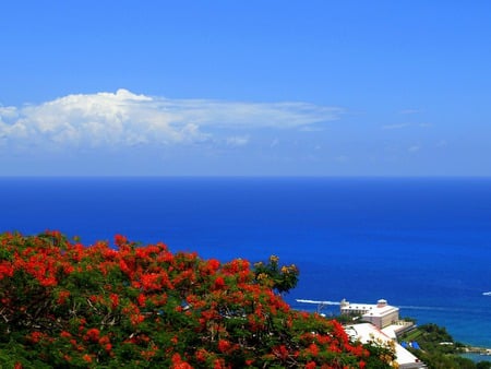 	Ocean view from Paradise Point - view, flowers, point, paradise