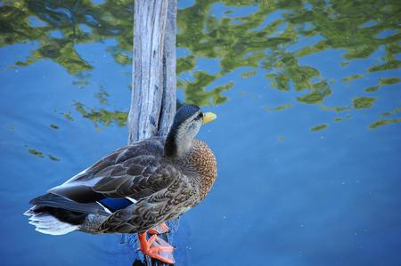 Duck - animal, water, duck