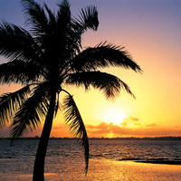 Orange Sunset On The Tropic Beach Background