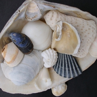 shell cluster