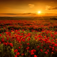 Sunrise over poppy field