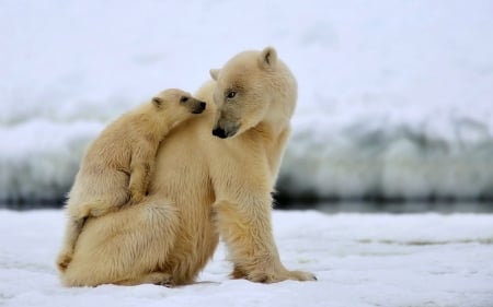 Hitching a Ride with Mom - animals, nature, polar bear, snow