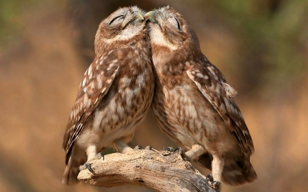 Romantic Owls - nature, romantic, animals, owls