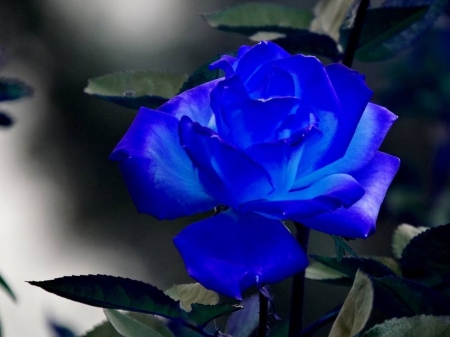 Rose - macro, blue, rose, bud, drops