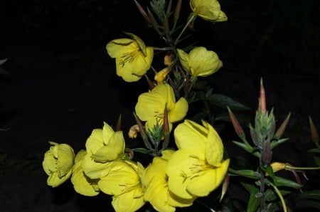 Evening Star - buds, yellow, blossoms, petals, garden