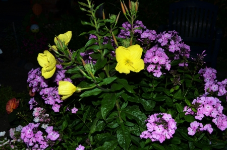 Evening Star and Phlox - buds, blossoms, petals, leaves, garden