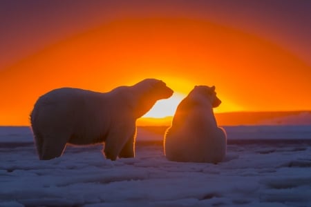 Arctic Sunset - ice, polar, colors, bears, sun