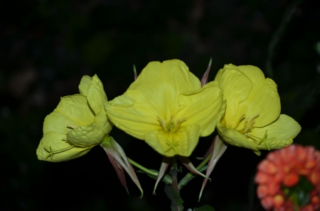 Evening Star - yellow, blossoms, petals, night, garden