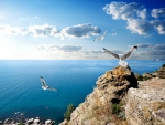 Flying Seagulls In The Coast