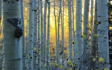 Autumn Forest - autumn, forest, trees, lights