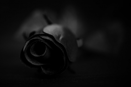 Dark Rose - sadness, gothic, floral, single