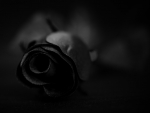 Dark Rose