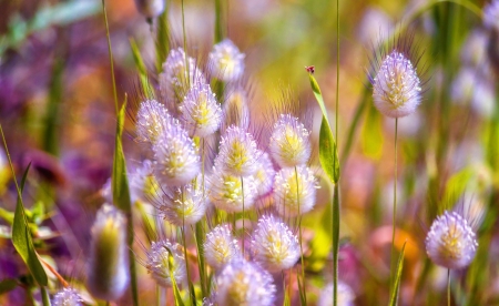 Field flowers - pretty, summer, meadow, flowers, field, wildflowers