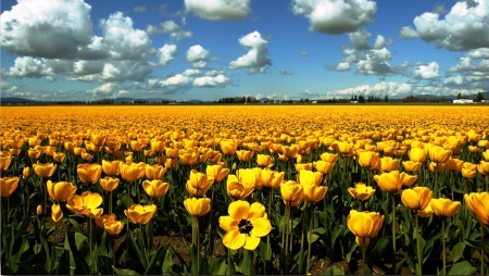 Tulip Field - yellow, blossoms, clouds, petals, leaves, spring