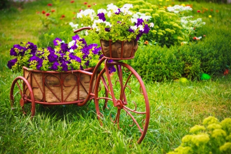 Flower Bike - blossoms, petunias, green, colors, garden