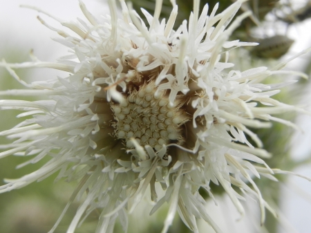 wild flowers - diversity, magical, natural-free, wild flower