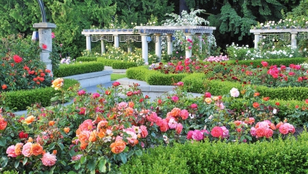 Canadian Flower Garden - pillars, roses, blossoms, vancouver, colors