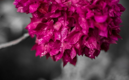 Pink Leaves - leaves, trees, photo, pink