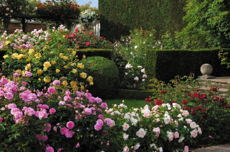 Rose Garden - stairs, blossoms, hedge, bush, english